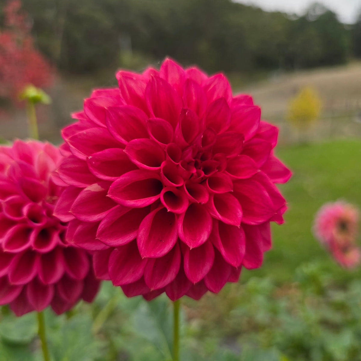 Formby Rocket dahlia tuber – Hillview Flowers