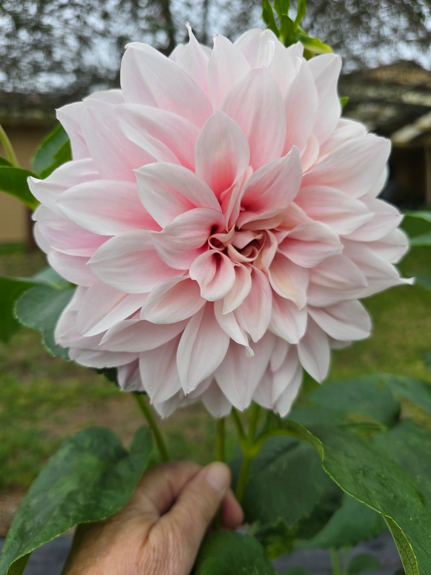 No Name - Unknown Pink dahlia tuber – Hillview Flowers