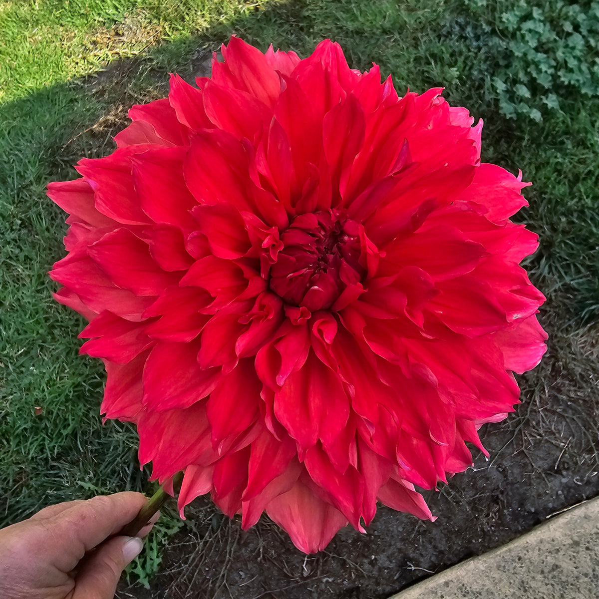 NOT Islander dahlia tuber – Hillview Flowers