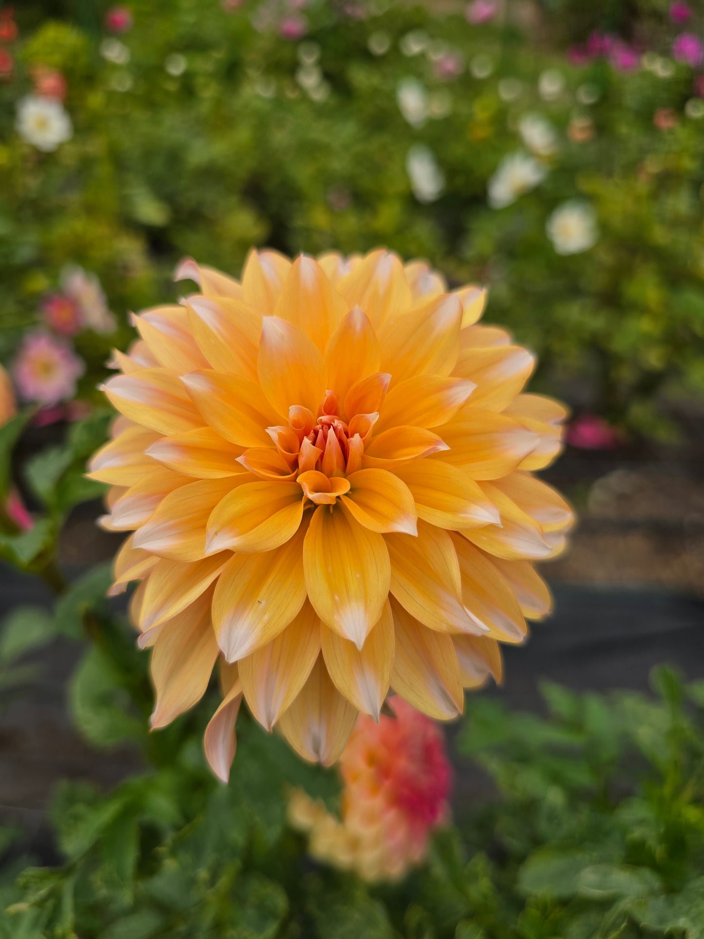 Peaches & Cream dahlia tuber – Hillview Flowers
