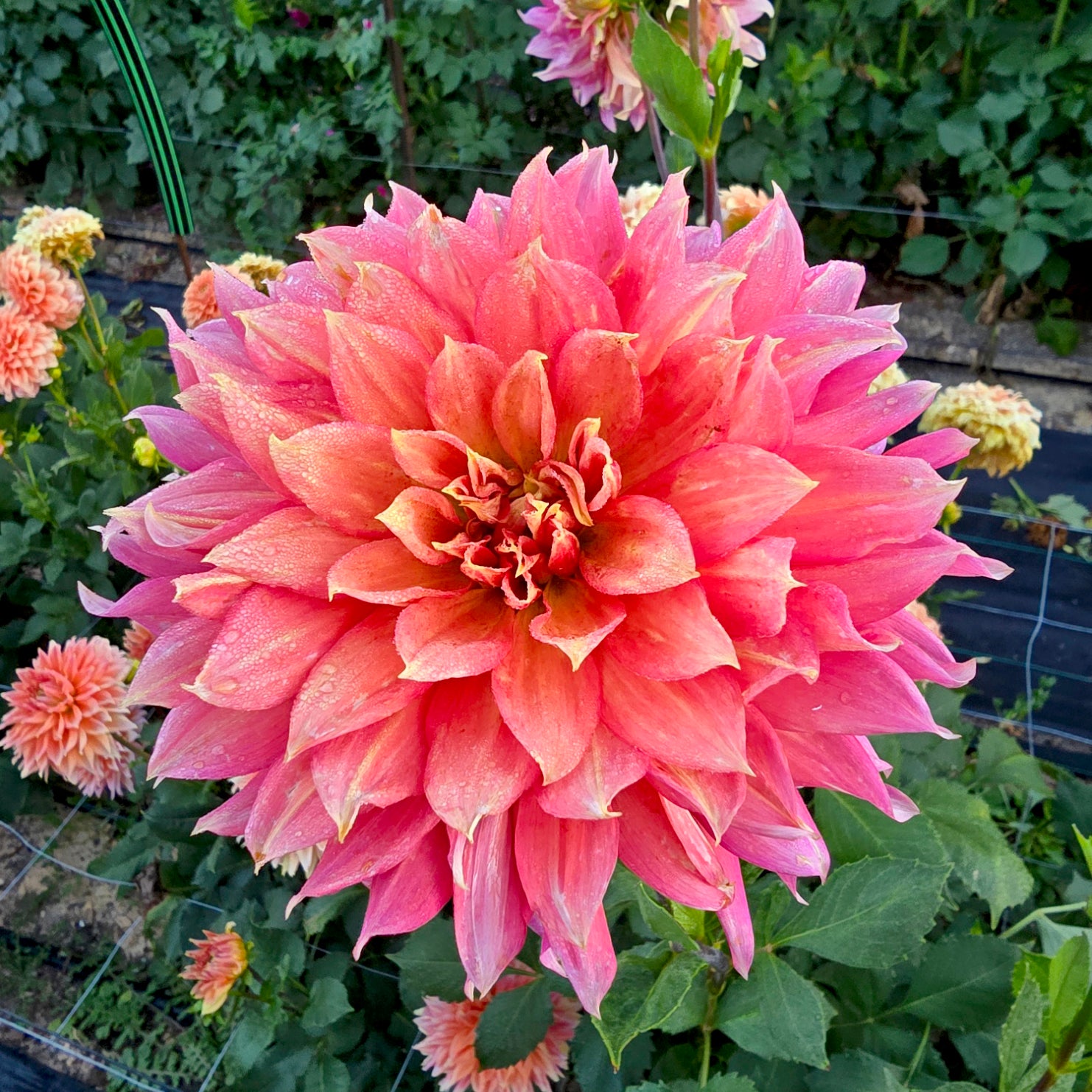 Lileah Peachy Keen dahlia tuber – Hillview Flowers