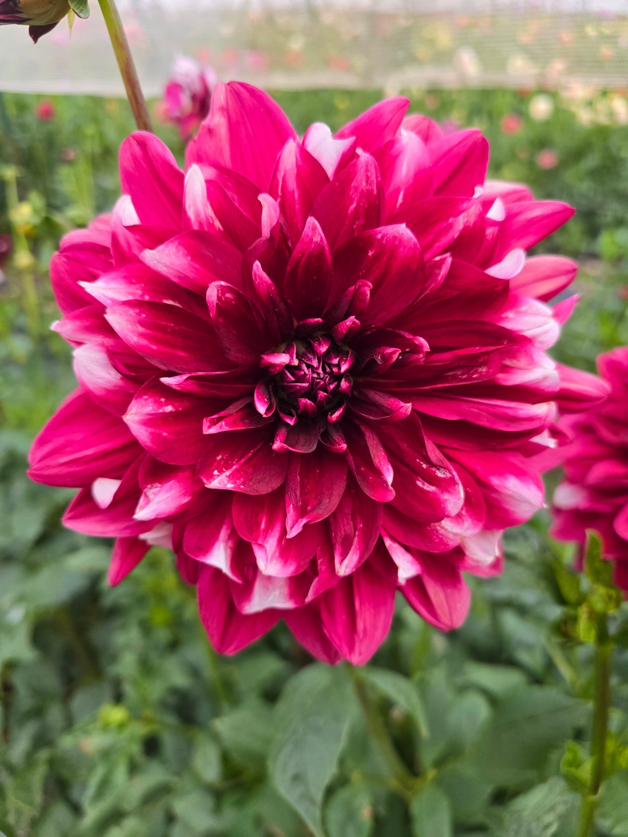 Raspberry and Cream dahlia tuber – Hillview Flowers