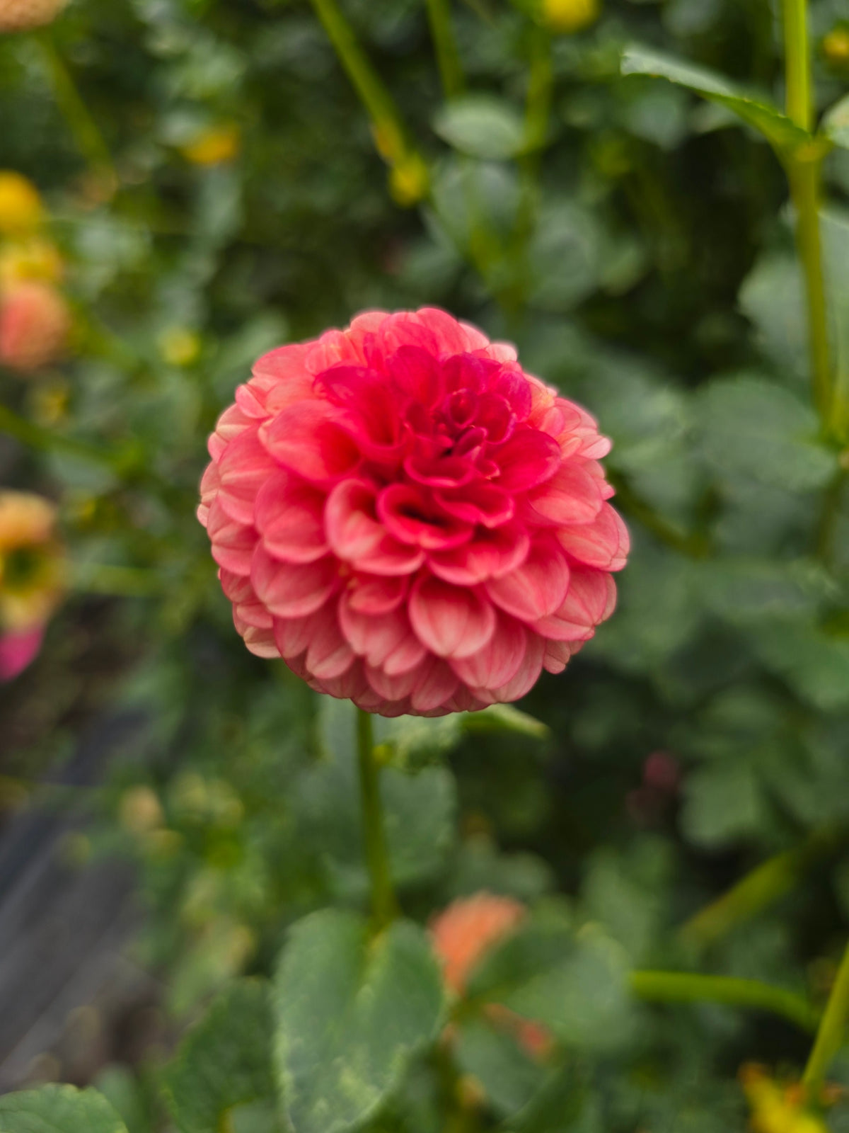 Red Royal dahlia tuber – Hillview Flowers