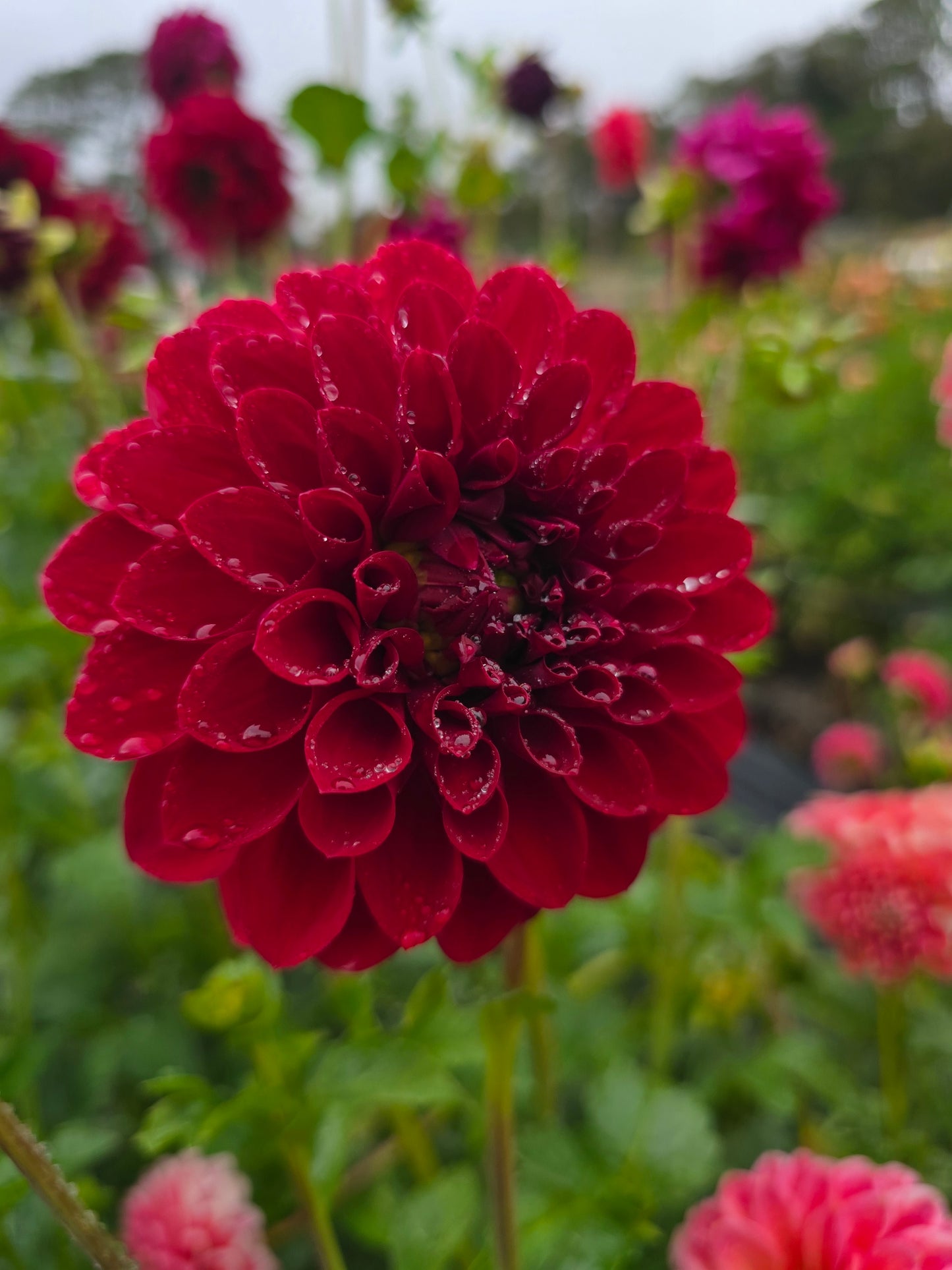 Red Wonder dahlia tuber – Hillview Flowers