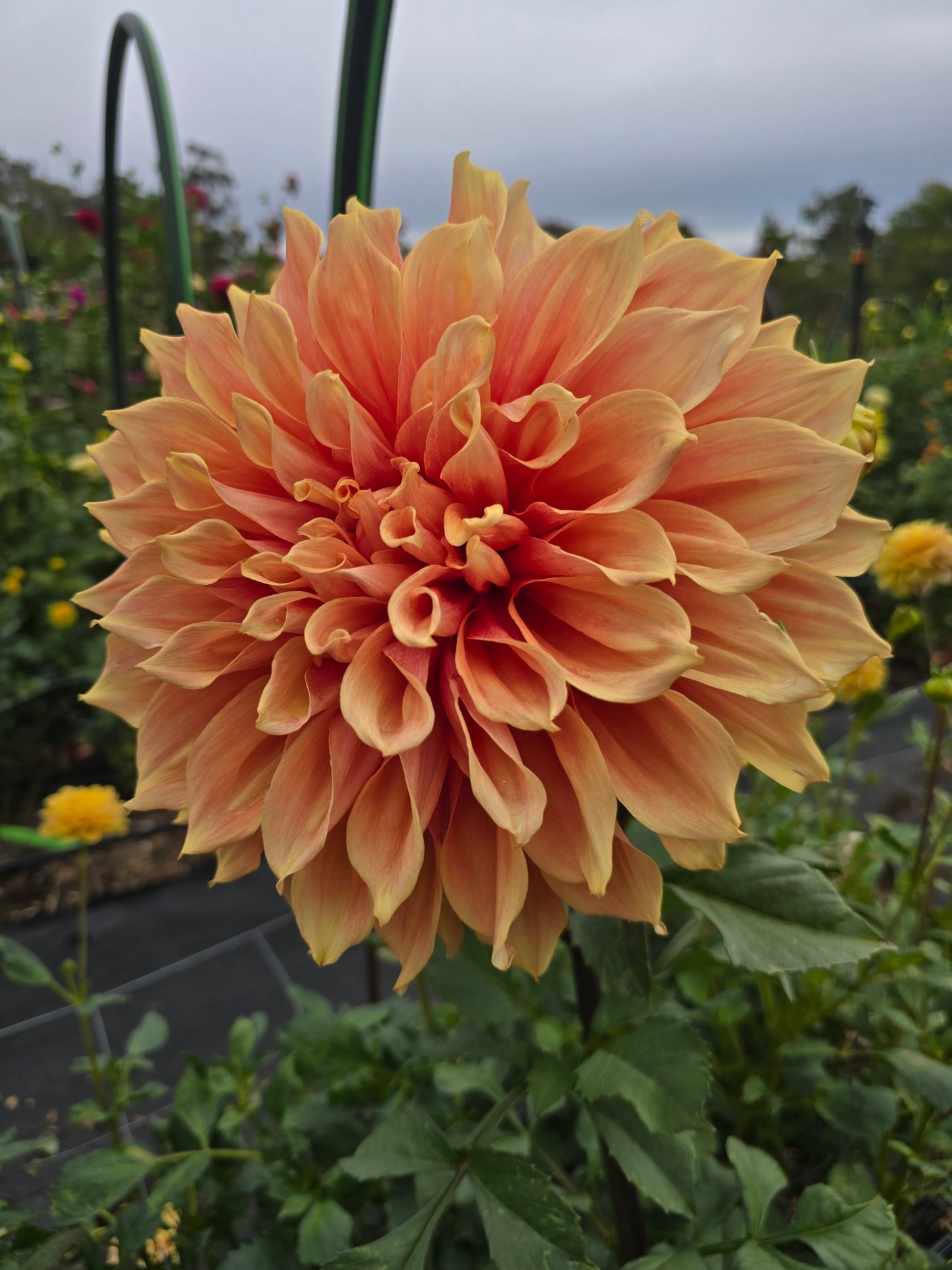 Riverview Joy dahlia tuber – Hillview Flowers