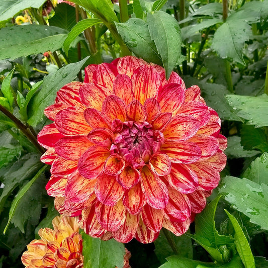 Roscastle Bushfire dahlia tuber – Hillview Flowers