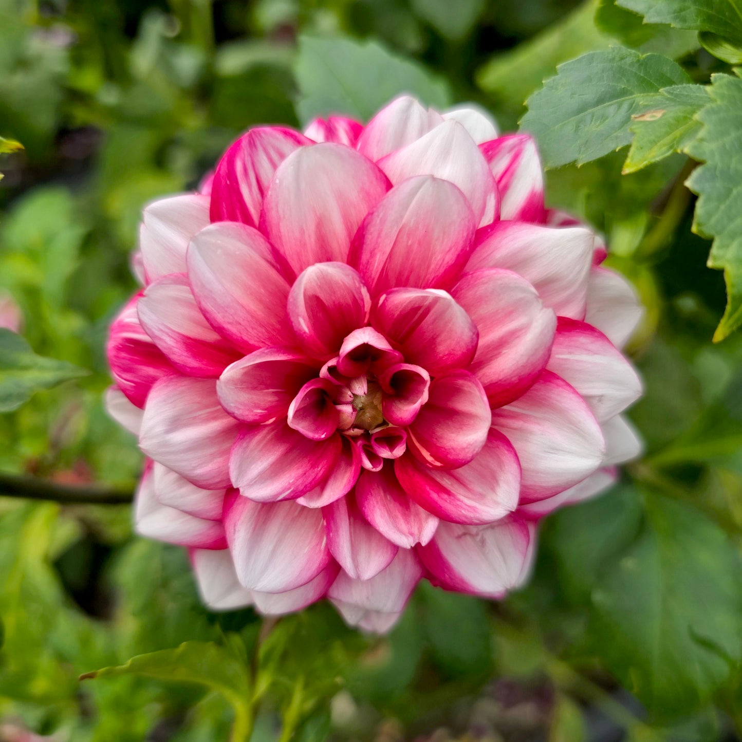 Ruby Mae dahlia tuber – Hillview Flowers