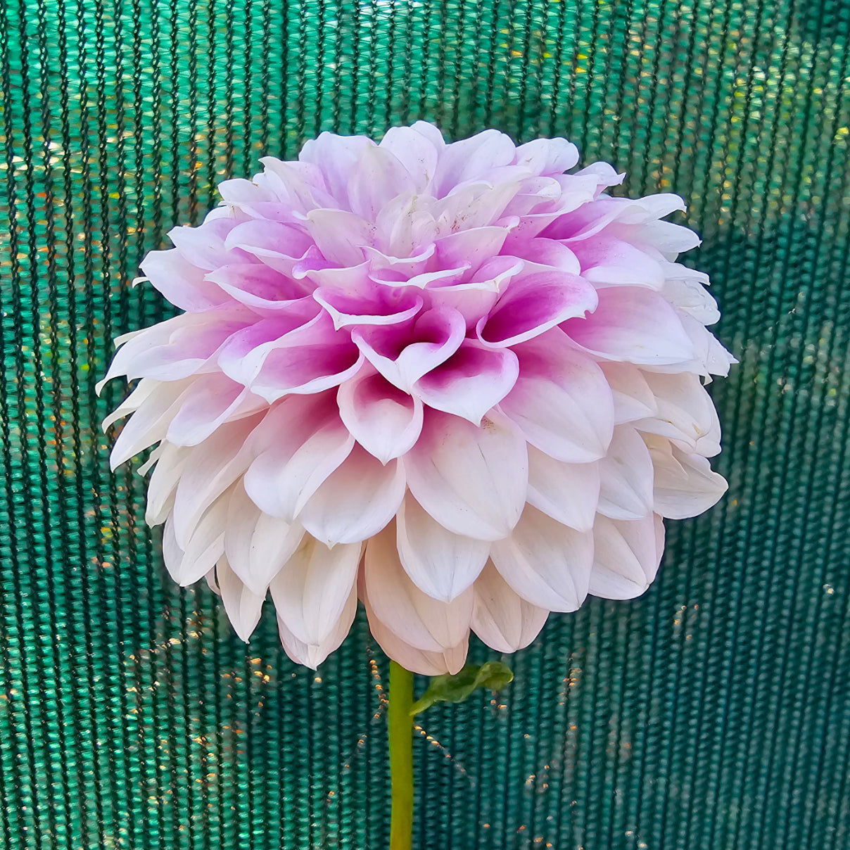 Skye dahlia tuber – Hillview Flowers