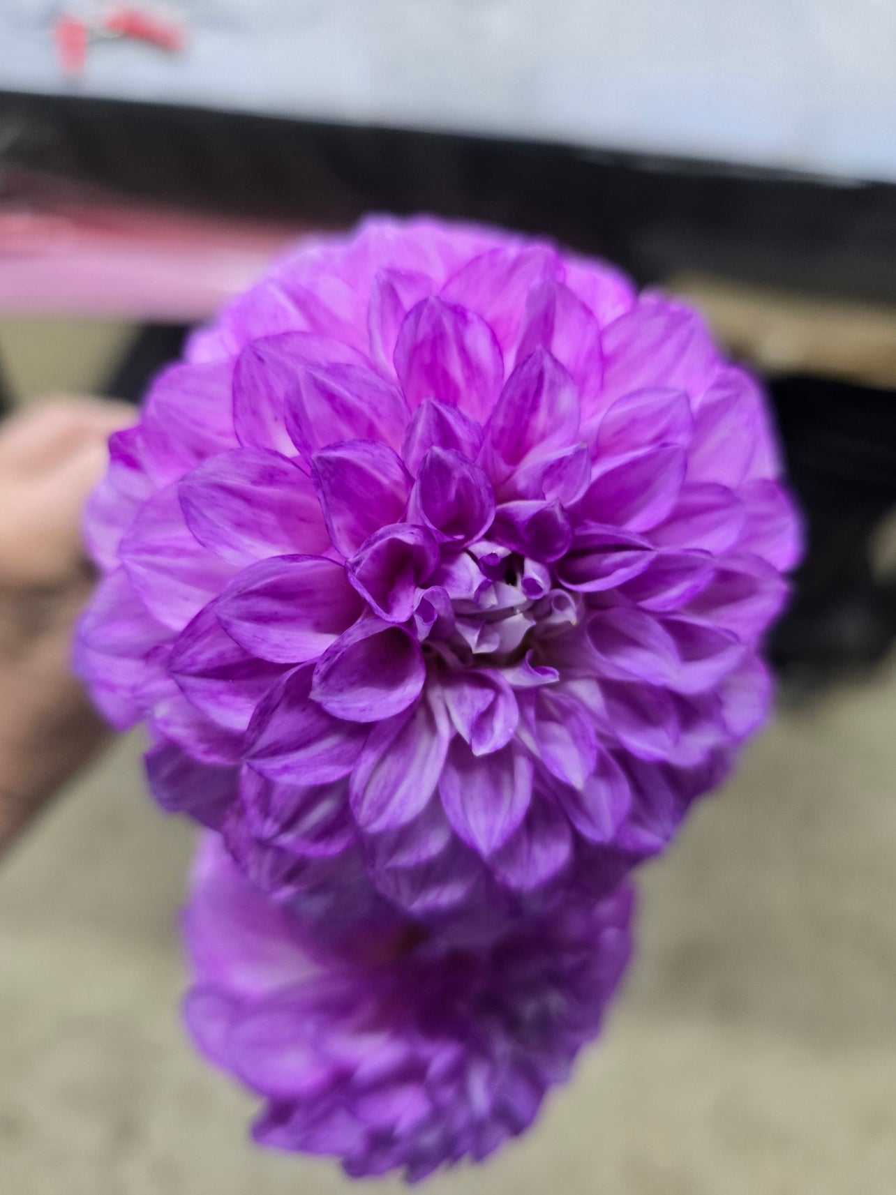 Splash dahlia tuber – Hillview Flowers