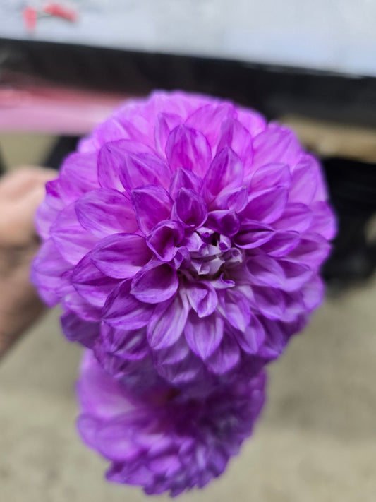 Splash dahlia tuber – Hillview Flowers