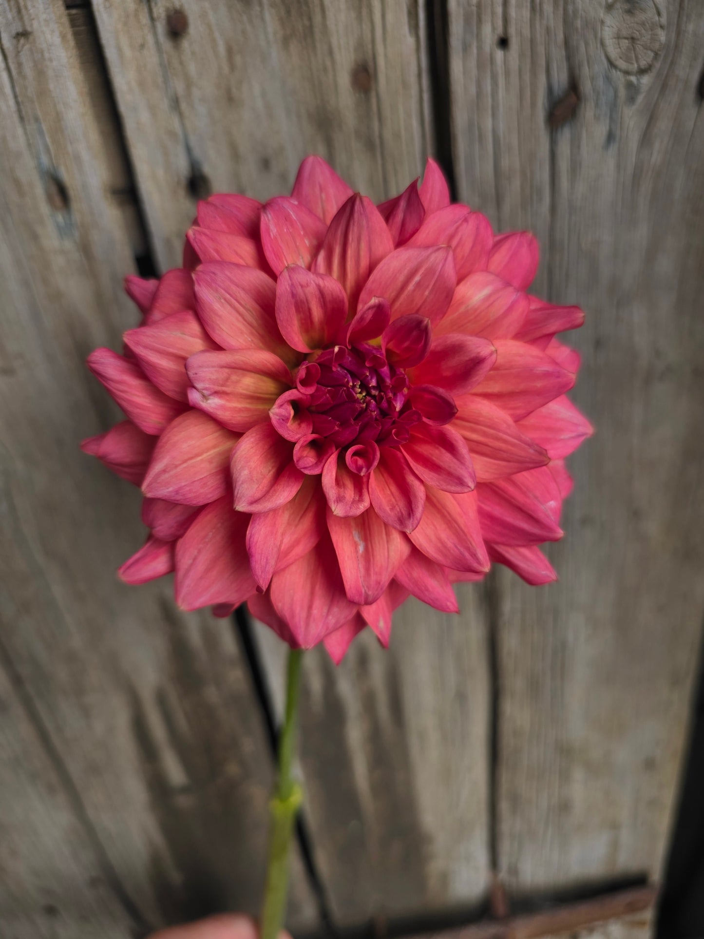 Summertime dahlia tuber – Hillview Flowers