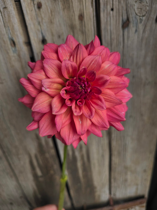 Summertime dahlia tuber – Hillview Flowers