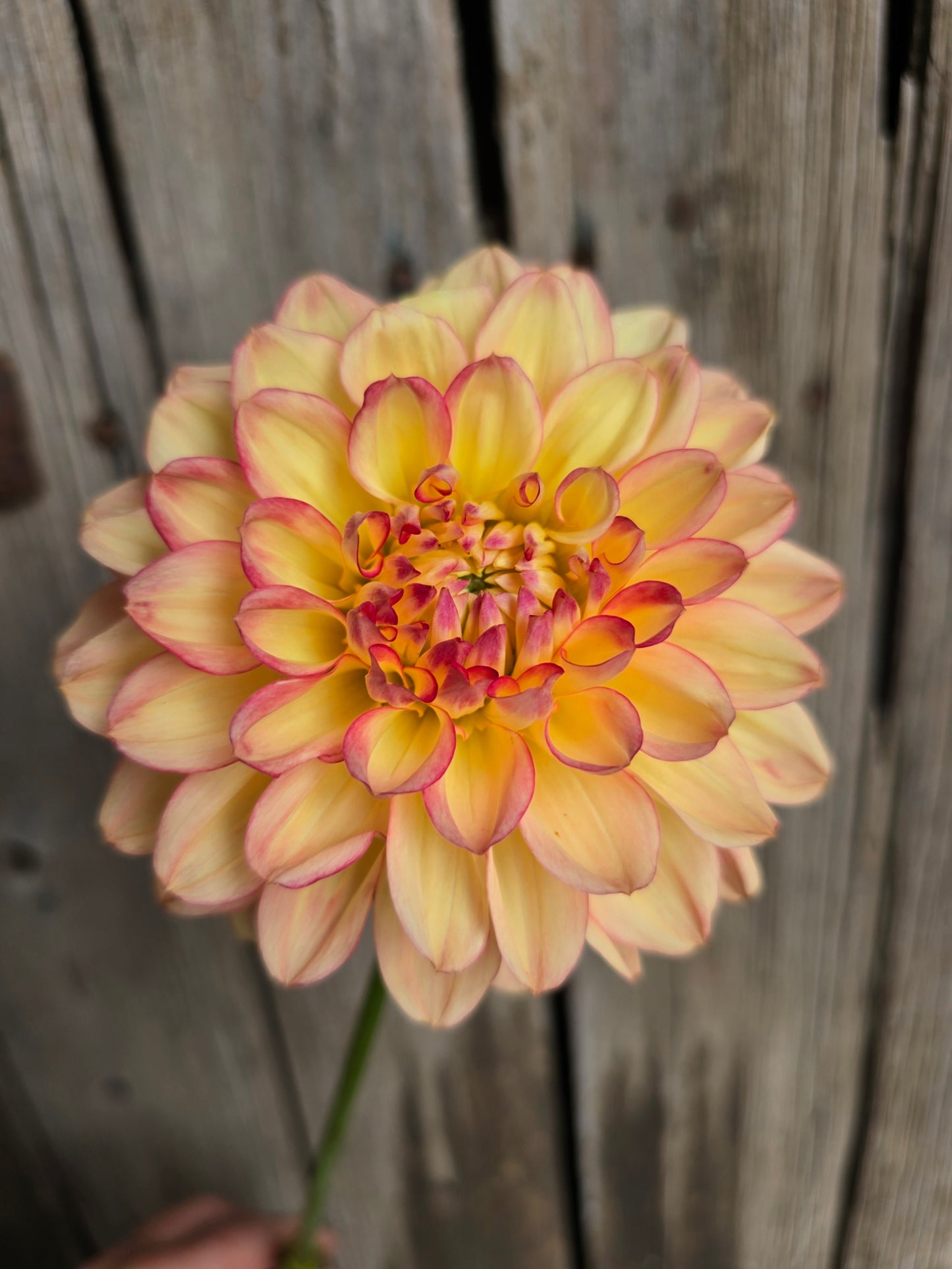Tequila Sunrise dahlia tuber – Hillview Flowers