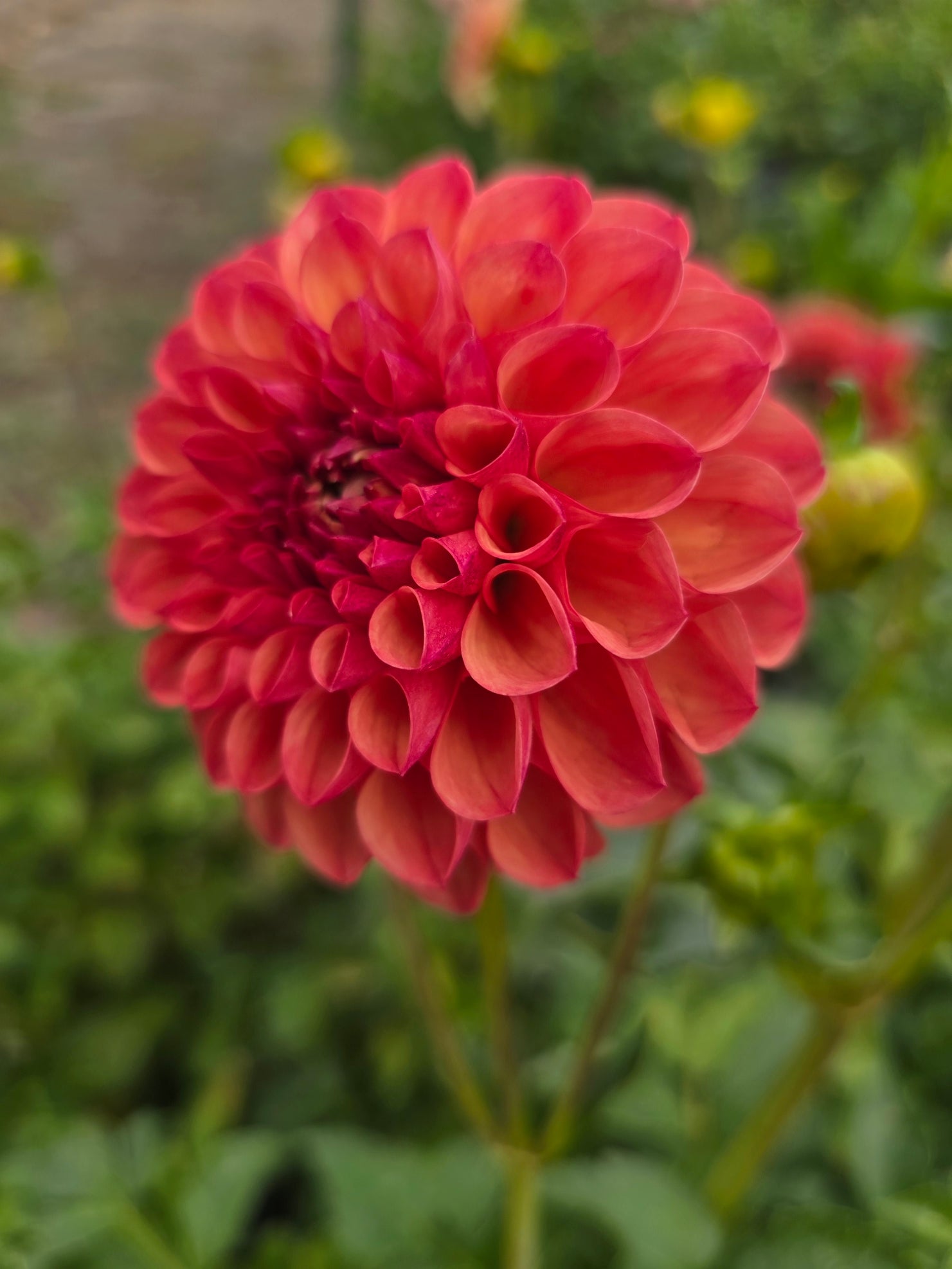 Terracotta dahlia tuber – Hillview Flowers