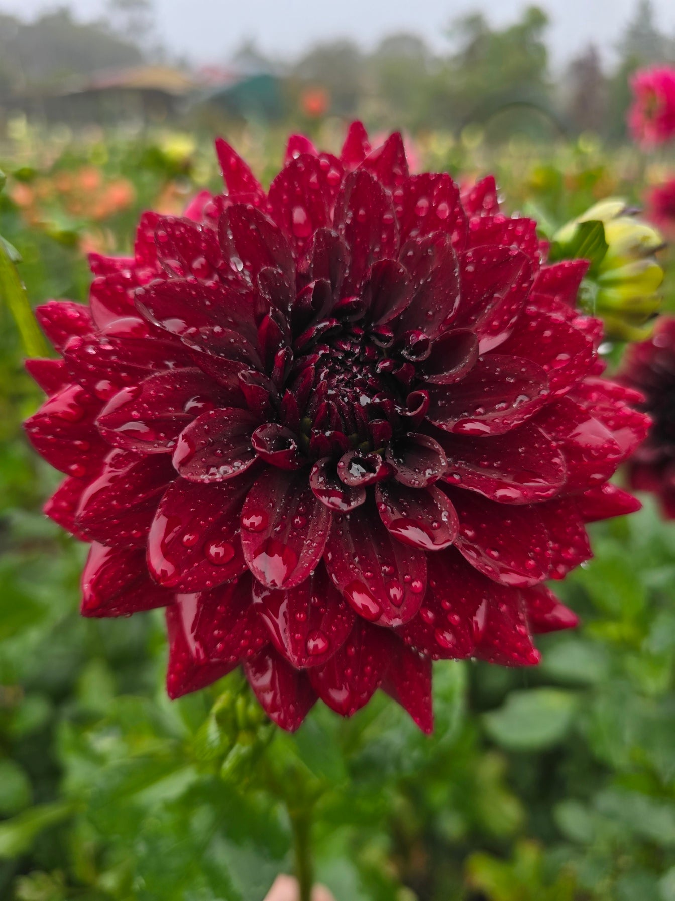 Tony's Deb dahlia tuber – Hillview Flowers