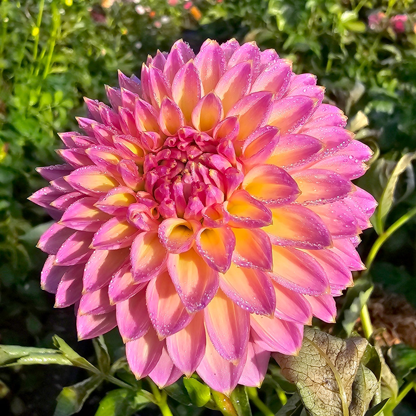 Trevallyn Idol dahlia tuber – Hillview Flowers