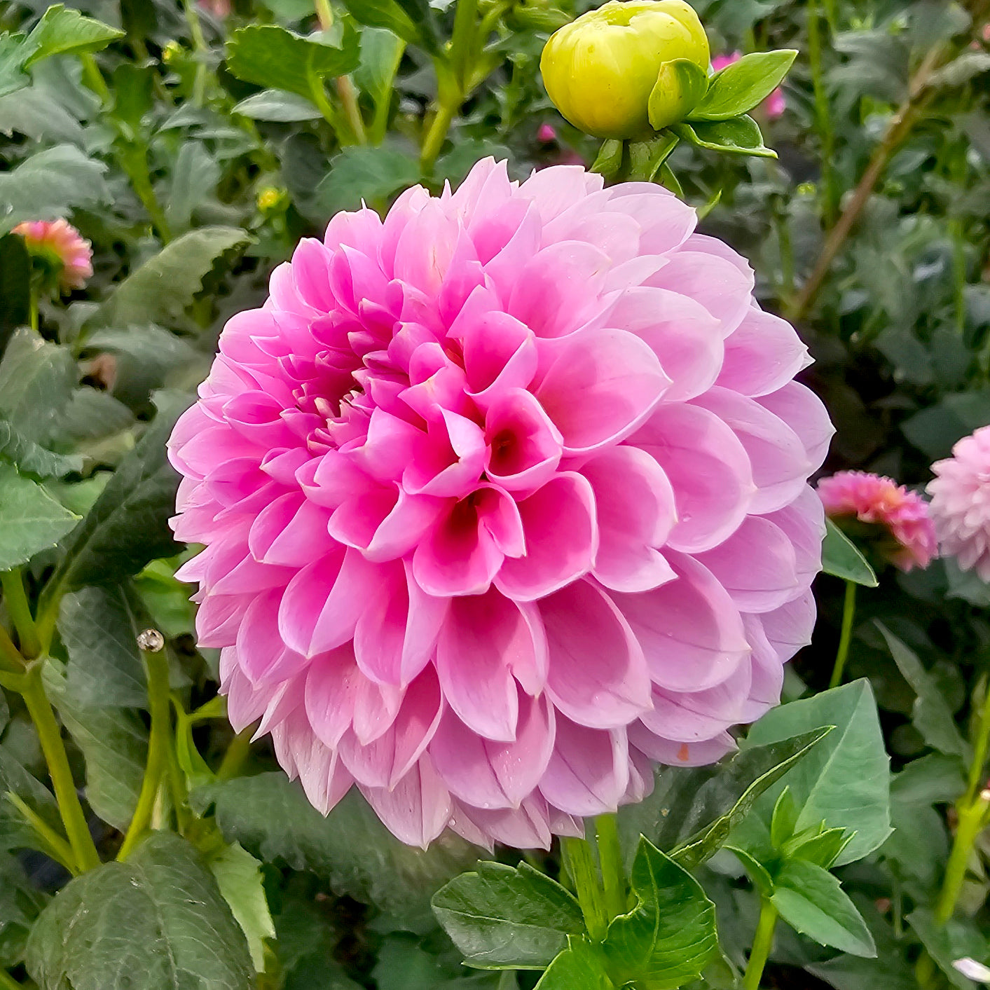 Trevallyn Pink Lady