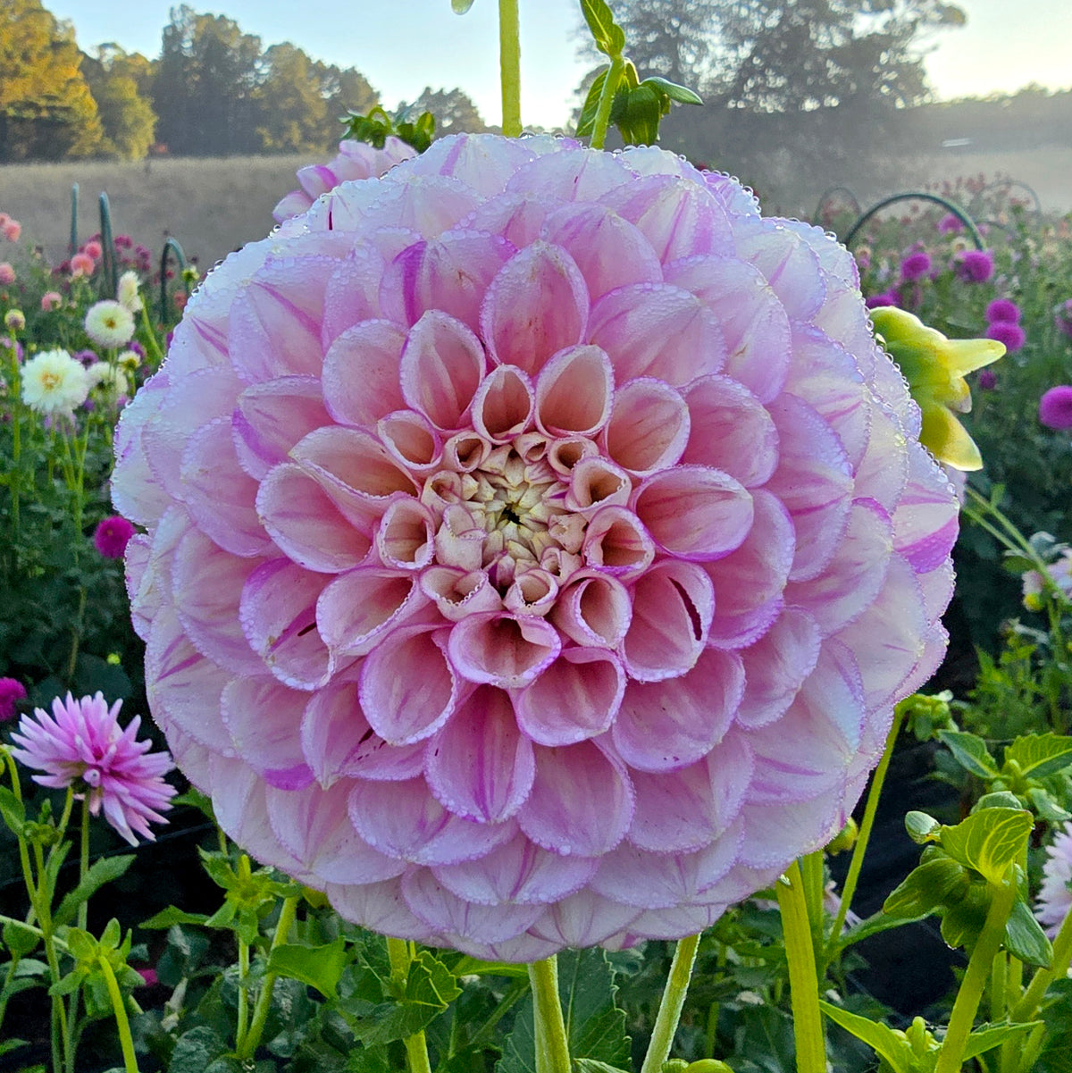 Vintage Wine dahlia tuber – Hillview Flowers