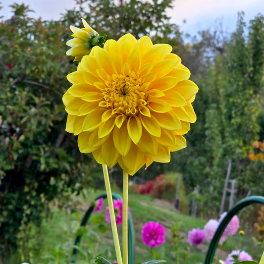 WV's Mustard dahlia tuber – Hillview Flowers
