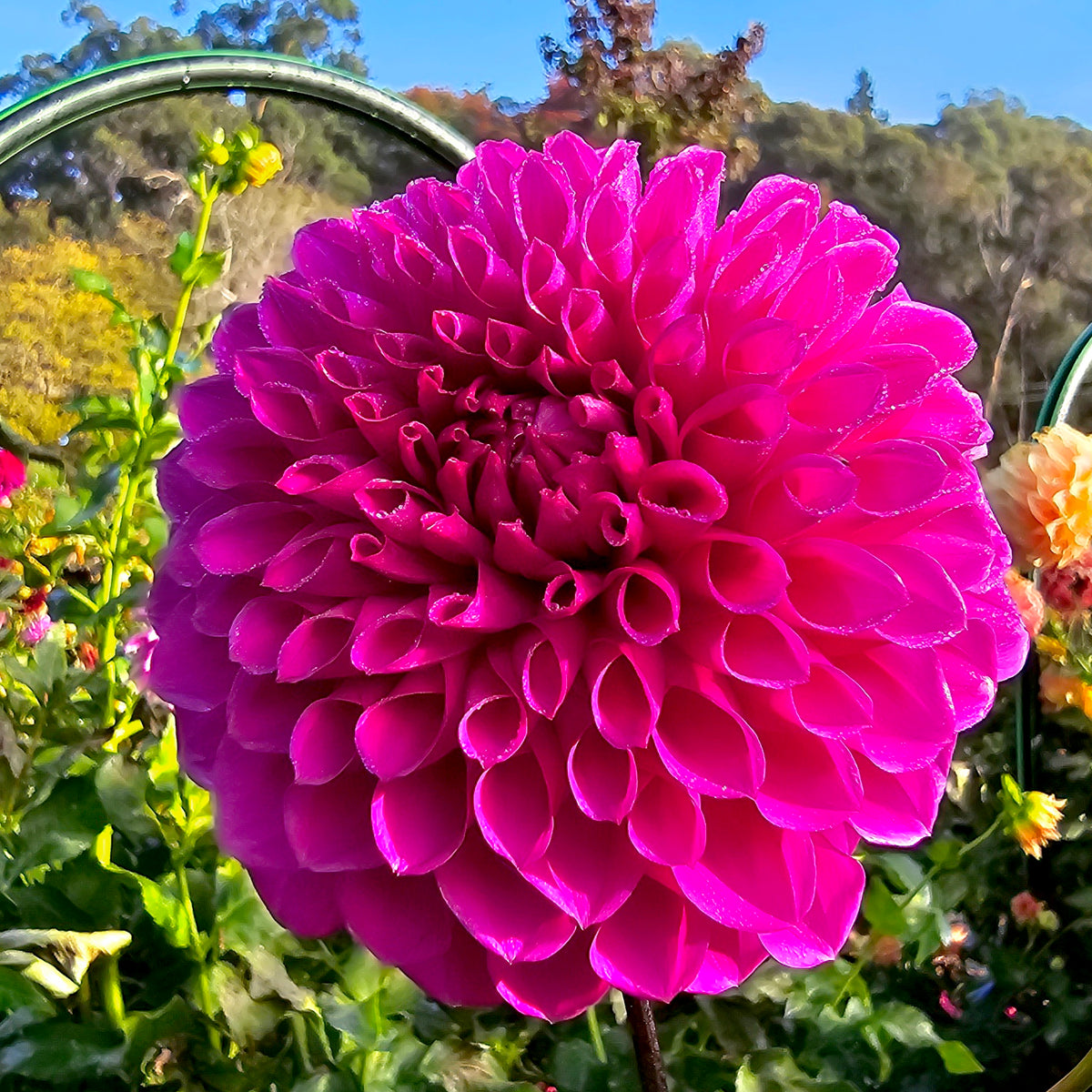 WV's Shirley Temple dahlia tuber – Hillview Flowers