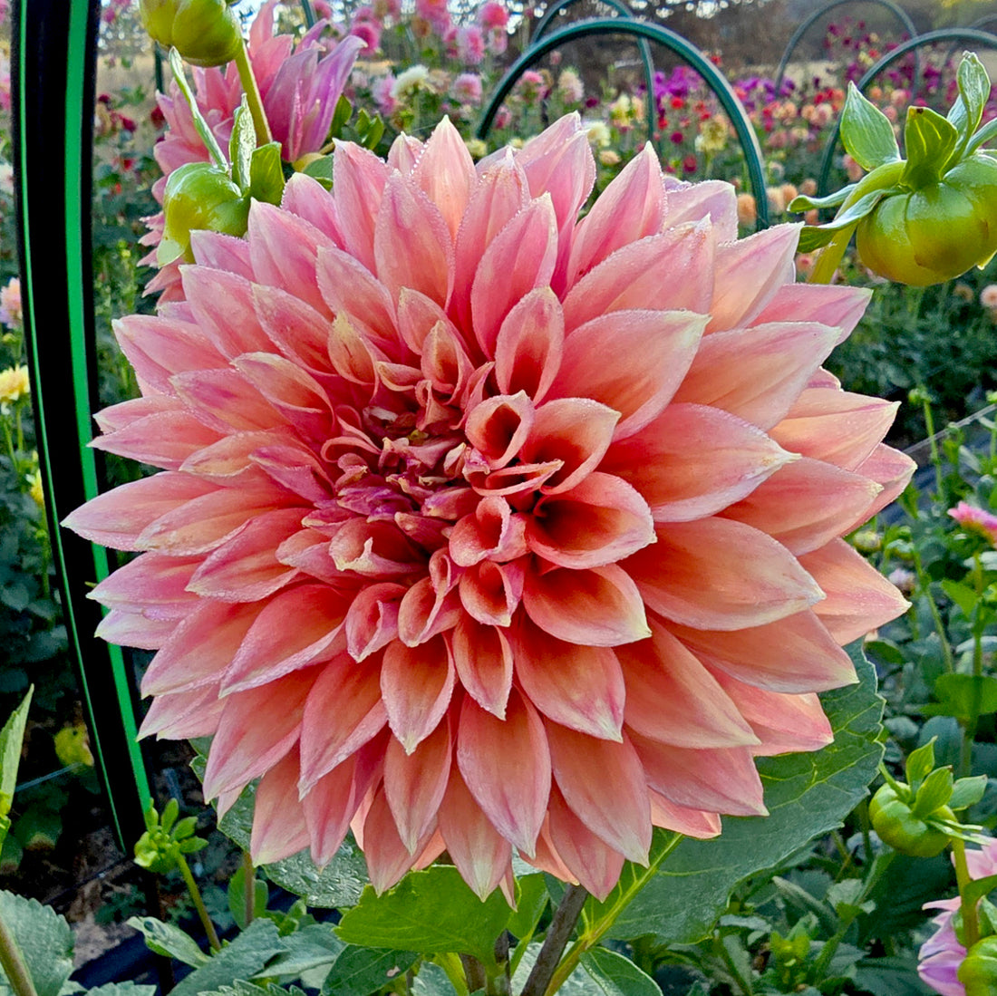 Winkie Cinnamon – Hillview Flowers