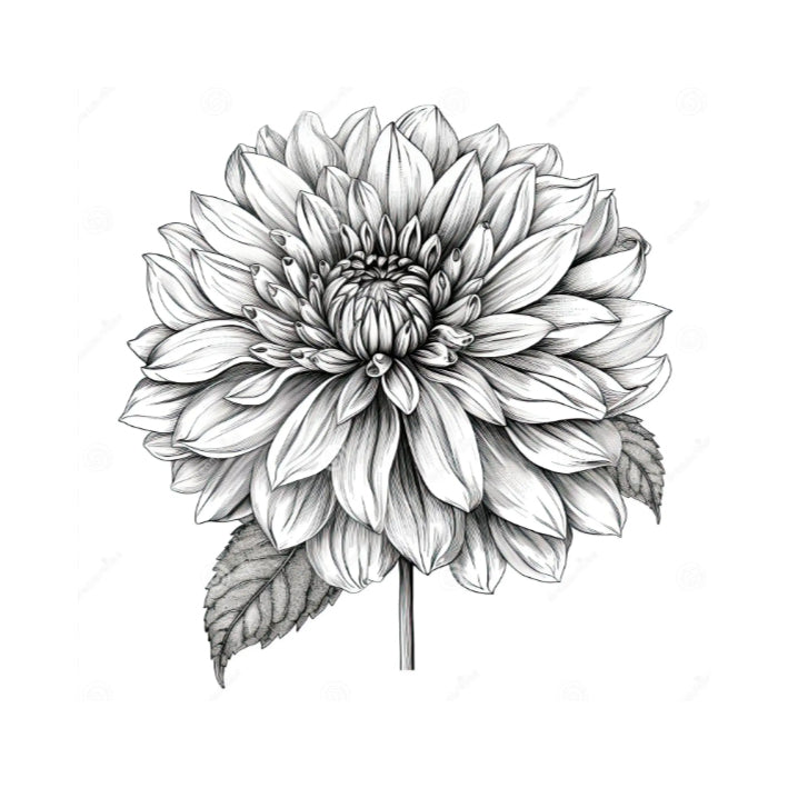 Butternut dahlia tuber – Hillview Flowers
