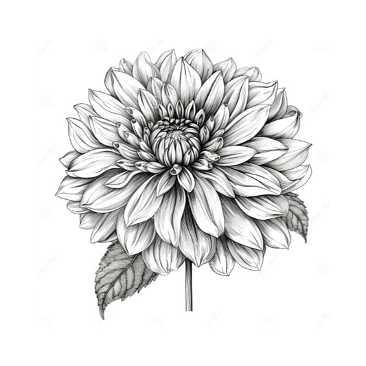 Dainty Sue dahlia tuber – Hillview Flowers